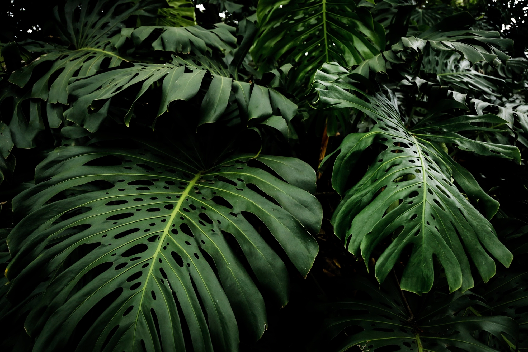 https://www.gartenhorvath.hu/wp-content/uploads/2025/06/8.webp